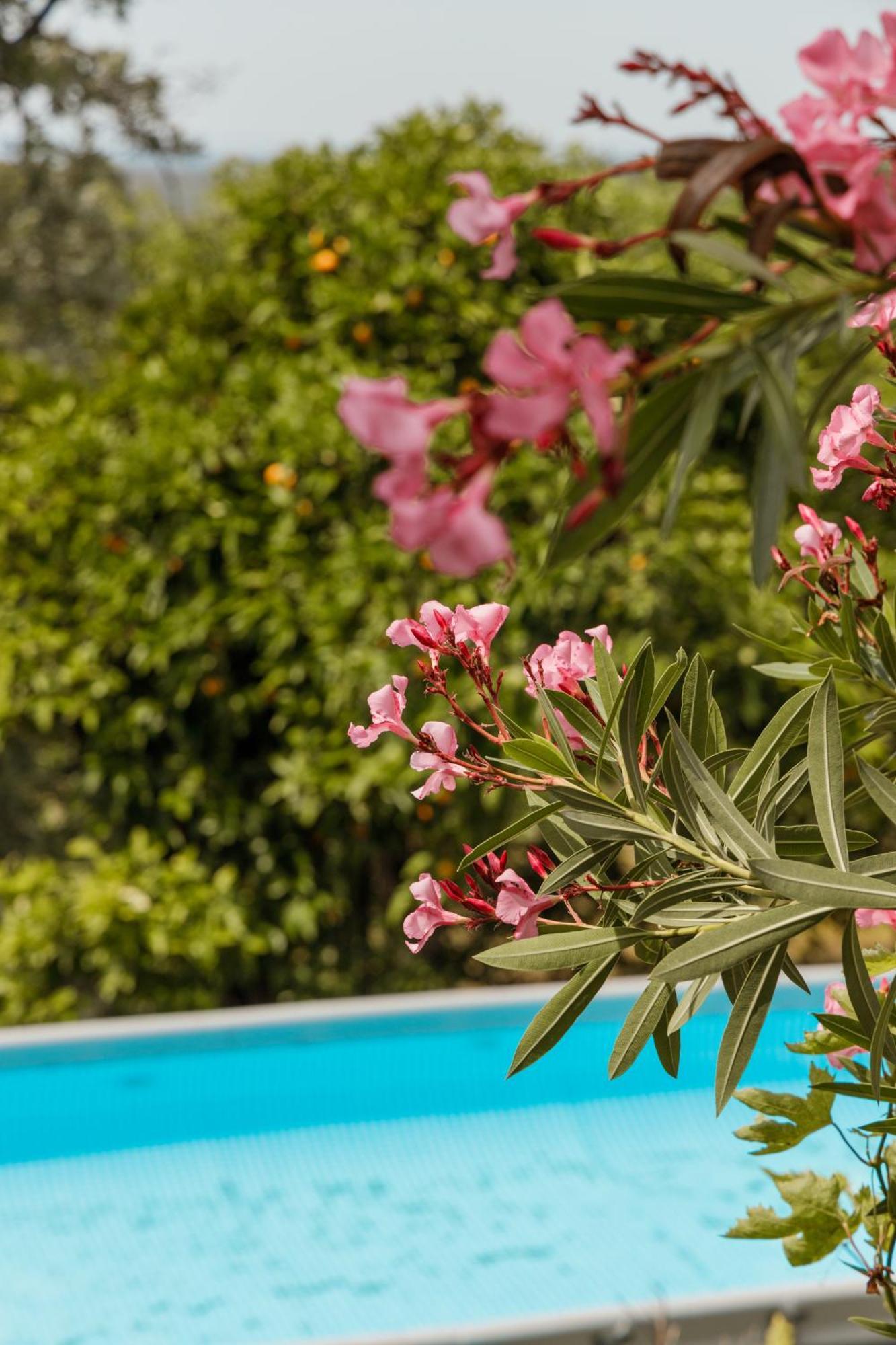 Casa Rural En Candeleda Con Piscina Y Un Maravilloso Jardin Экстерьер фото